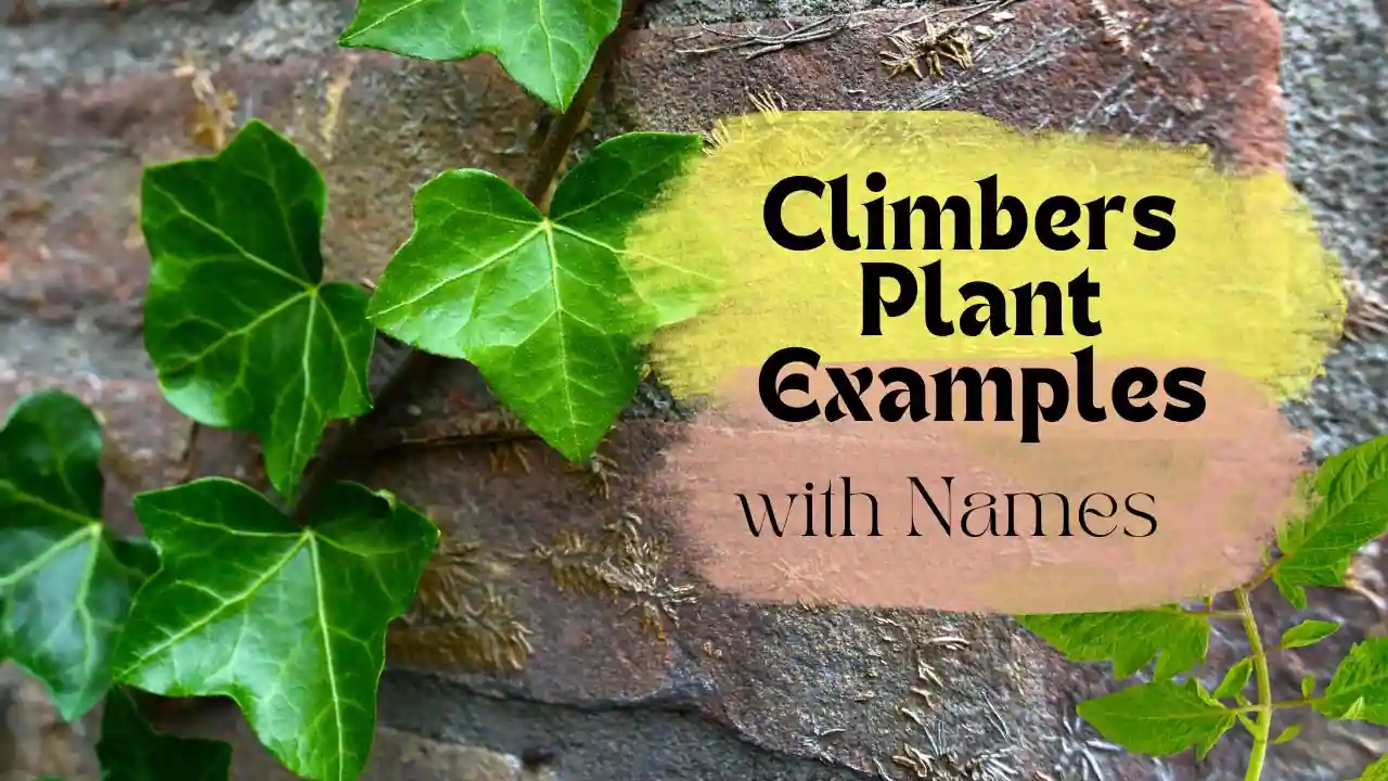 10 Climbers Plants Examples With Names For School Kids To Learn 